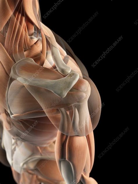 Each deltoid muscle has three heads, or distinct parts: Human shoulder muscles, artwork - Stock Image - F009/4170 ...