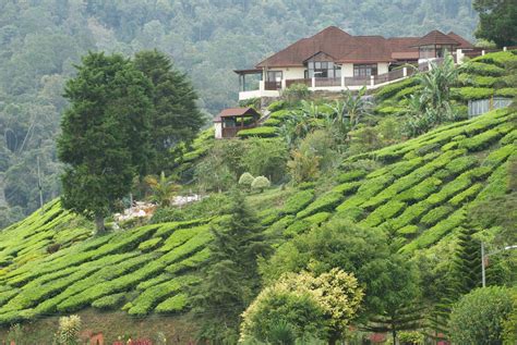 Di cameron highland ini memang terkenal dengan laang teh yang luas di kaki bukit dan disinilah teh yang anda minum di rumah terhasil. File:Cameron Highlands (3679458020).jpg - Wikimedia Commons