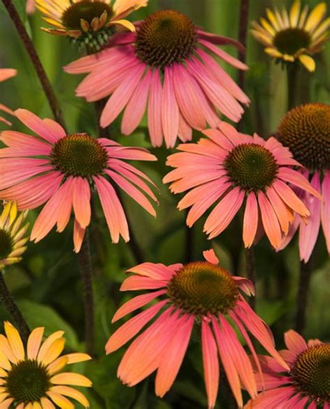 The latin name of the echinacea seeds,3000 echinacea organic seeds, echinacea purpurea,medicinal plants,sw02. Echinacea Summer Cocktail | Hayloft | Echinacea, Scent ...