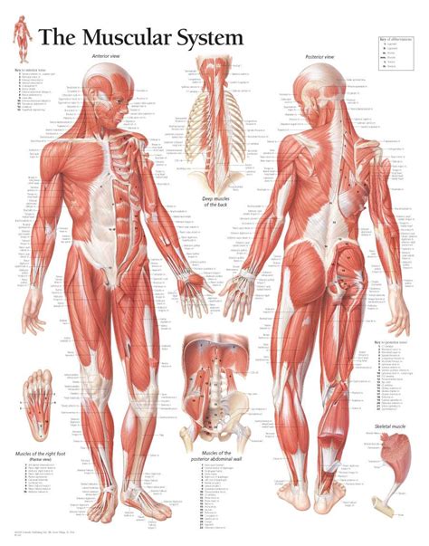 The muscular system consists of about 700 muscle organs that are typically attached to bones across a joint to produce all voluntary movements. Scientific Publishing Male Muscular System Chart