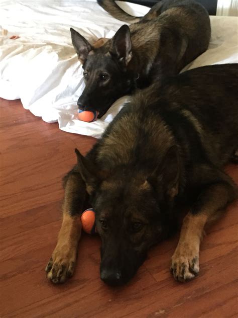 Even though german shepherds have a lot in common, each dog will have different bowel movements. October 24th....Miles and Millie are 3 years old today! They have added sooooo much to our ...