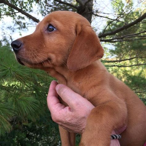 These adorable pups are available for adoption in rochester, new york. Iowa Red Labs - Fox Red Pointing Lab ... in 2020 | Red lab ...