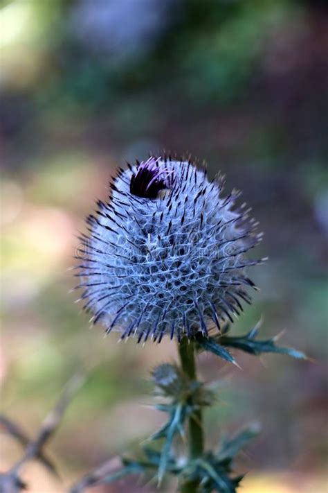 La lobelia è una pianta molto amata, sia nelle sue specie annuali sia in quelle perenni. Cardo Selvatico Blu Del Fiore Selvaggio Immagine Stock ...