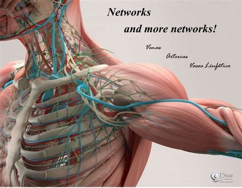 Learn faster with interactive shoulder quizzes, diagrams and worksheets. Human anatomy detail of shoulder. Muscle, bone structure ...