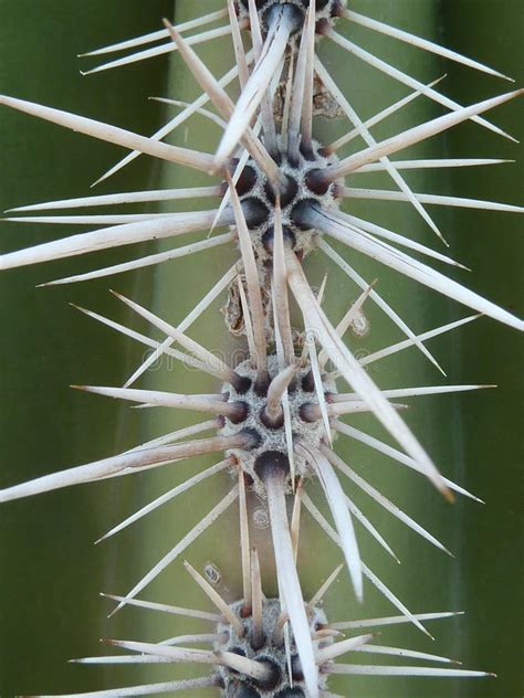 Think millions of tiny fish hooks. Cholla cactus stock photo. Image of chain, desert, fuzzy ...