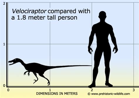 Even the most widely used map projection, the mercator, created in 1569 by a flemish cartographer and geographer, geradus mercator distorts the poles greatly, and every feature away from the equator is not represented at its true size. Velociraptor