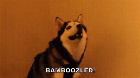 Images tagged i got this. Bamboozle GIFs | Tenor