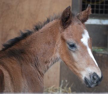 Maybe you would like to learn more about one of these? エイシンフラッシュの牡馬、誕生