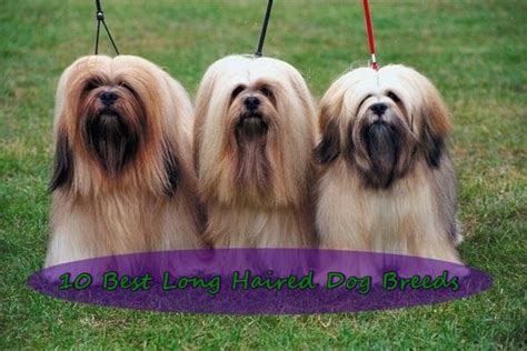 This breed exudes pristine elegance, but they're no prissy divas: 10 Long Haired Dog Breeds