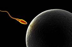 conception sperm