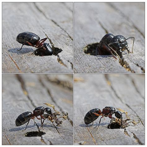 Find the perfect rossameise stock photos and editorial news pictures from getty images. Rossameise bei der Arbeit Foto & Bild | tiere, wildlife ...