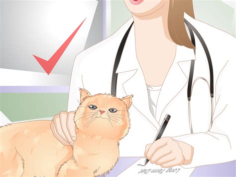 Cat dieting is not as simple as restricting any cat weight loss plan should be a collaboration between you and your vet. How to Help Your Cat Lose Weight: 14 Steps (with Pictures)