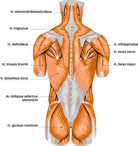 Luckily you've found this page to help you. Muscle Diagram - Skeletal Muscles (CS)