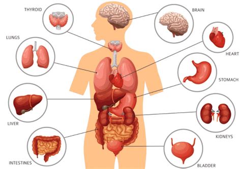 Sistem pencernaan sangat penting agar nutrisi pada. Struktur Dan Fungsi Tubuh Manusia - Berbagi Struktur