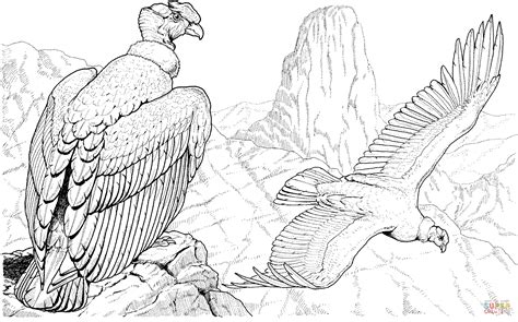 Dibujo de un cóndor dibujo para colorear. Pin by Illel on dibujos | Bird drawings, Andean condor ...