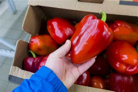 Make sure to check on the peppers periodically as you approach two weeks from when you first stored the peppers just to make sure that they are retaining their freshness. How to Keep Peppers Fresh After Cutting | Livestrong.com