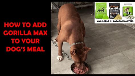 Gorilla max 31/25 ultra performance dog food more calories: How To Add Gorilla Max To Your Dog's Meal - YouTube