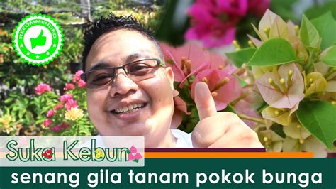 Bunga mawar juga tidak boleh ditanam berselang seli dengan pokok atau tumbuhan lain. Cara tanam pokok bunga kertas / bougainvillea paling ...