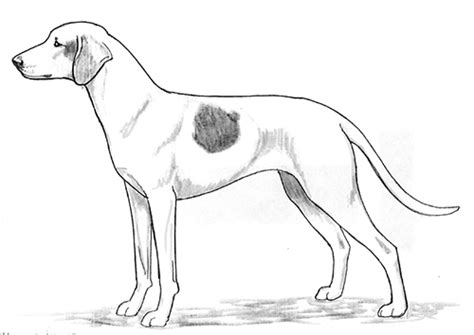 Get detailed istrian shorthaired hound facts, health, history, appearance, temperament, and the istrian shorthaired hound may not look like a storied breed but it is actually considered one of, if not. Breed Standards : Istrian Short-Haired Hound | United ...