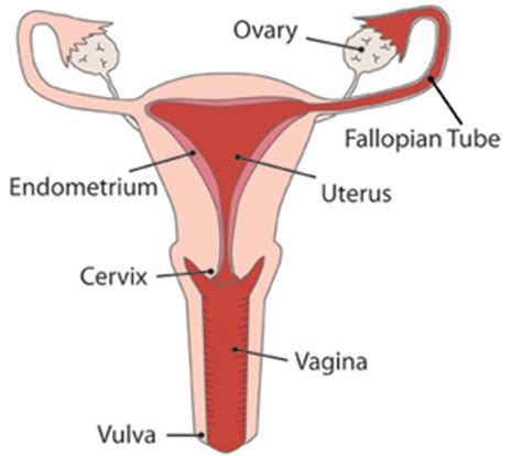 Biology, humans, reproduction, male reproductive. 10 Interesting the Female Reproductive System Facts | My ...