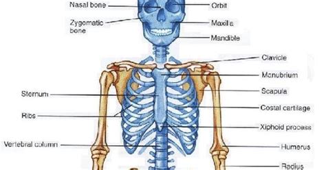 Rangka tubuh manusia merupakan rangkaian tulang manusia yang mendukung dan juga melindungi organ tulang bagian dalam tubuh yang lunak. Rangka Tubuh Manusia: Gambar Rangka Tubuh manusia