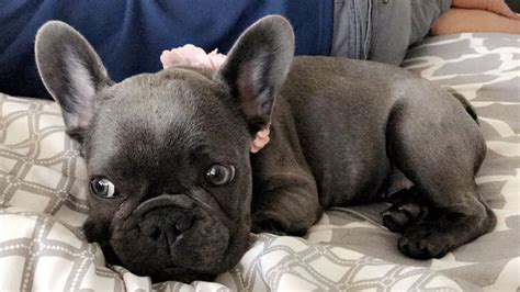 Khloe adorable french bulldogs for sale, comes with all papers, vert checked. Cheap French Bulldogs For Sale In Illinois | Top Dog ...