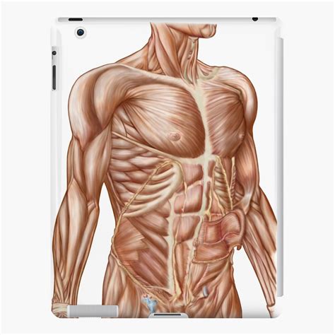 Absolute abdominal muscle size in males and females. Abdominal Pictures Anatomy