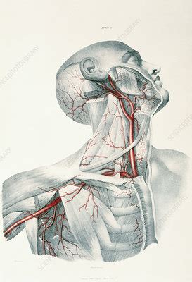 Neck learn by taking a quiz. Neck arteries - Stock Image - N200/0027 - Science Photo ...