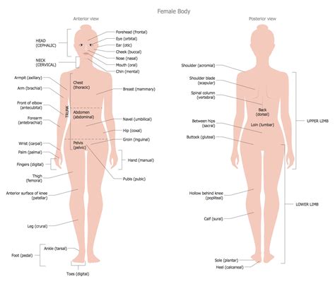 Nape, head, neck, shoulder blade, arm, elbow, back, waist, trunk, loin, hip, forearm, wrist, hand, buttock. Human Anatomy Solution | ConceptDraw.com