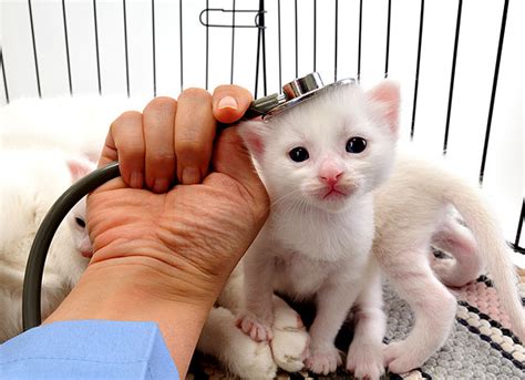 Coccidia is a bacteria that some cats/kittens carry in their intestines. Why Hasn't My Vet Heard of the Modern Treatment for ...