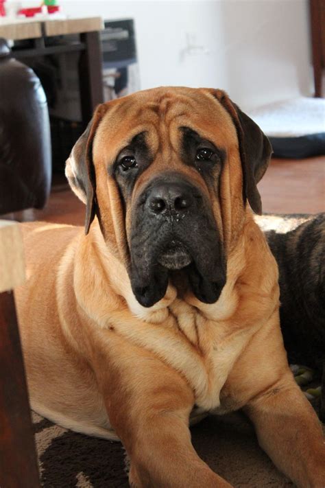 Due to their size, you will want to get your english mastiff puppy used to having. Zeus English Mastiff | Mastiff puppies, Mastiff breeds ...