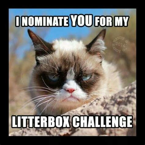 Your meme was successfully uploaded and it is now in moderation. Pin by Silvia Rumnit on Grumpy & Crabby | Funny grumpy cat ...