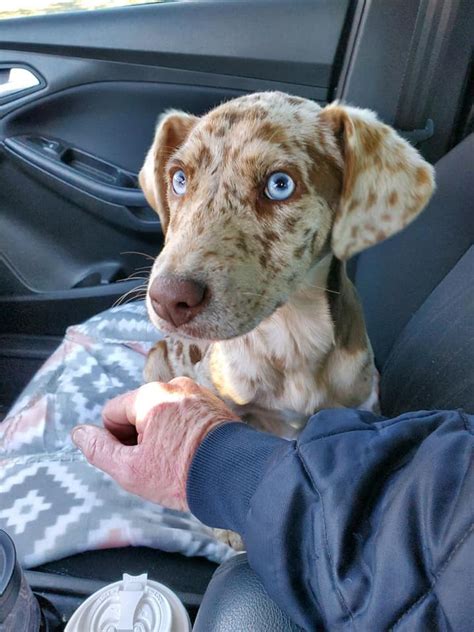 Companion Pet Rescue & Transport of W.... - Companion Pet ...