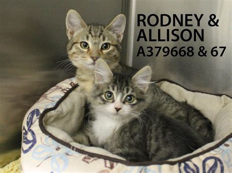 Rodney & Allison (ID: A379668 & A379667) are now available ...