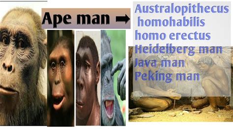We did not find results for: evolution | Stages of human evolution | Ape man ...