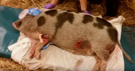 All the doctors and staff are awesome there and they are aaha accredited, which is a huge bonus. This Pig Was Beaten And Left For Dead. But When This ...
