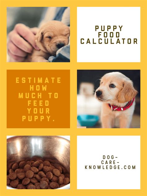 Do you know if your dog is still a puppy? Simple Puppy Feeding Schedule You Absolutely Need