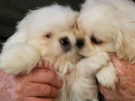 Puppyspot.com has been visited by 100k+ users in the past month Shih Tzu Puppies For Sale | Ypsilanti Charter Township, MI #257000
