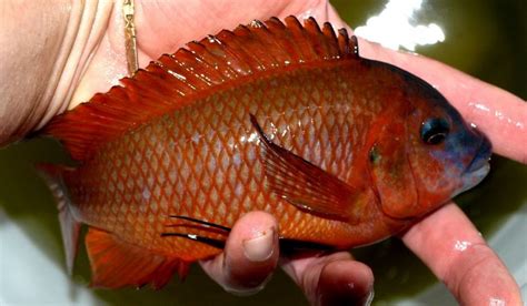 Ikan discus termasuk dalam golongan ikan hias air tawar langka di alam liar. Jenis Ikan Hias Air Tawar Langka Berharga Mahal - Jenis.net