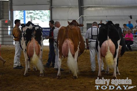 Supreme champion 2017 world dairy expo • grand champion 2017 international holstein show. Dairy Agenda Today - Dairy News