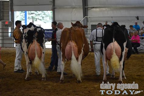 Supreme champion 2017 world dairy expo • grand champion 2017 international holstein show. Dairy Agenda Today - Dairy News