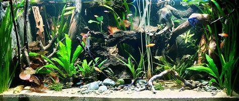 Hallo, ich habe da eine frage, kommt der rio negro sand von ada aus amazonien ? Rio Negro сlear water, Brazil, 468 L • Biotope Aquarium