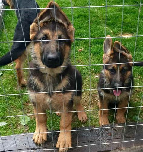 Check spelling or type a new query. German Shepherd Service Dog Breeders | PETSIDI