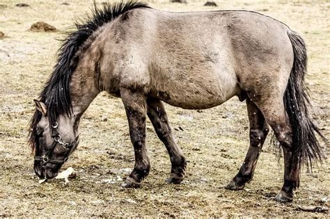 Ähnliche bilder von istock mehr. CABALLO TARPÁN » Historia, Tipos y Características ...