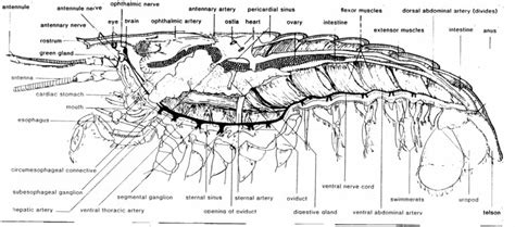 Muscle diagram female body names. diagrams
