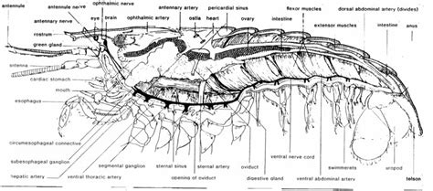 Diagram showing the stomach of. diagrams