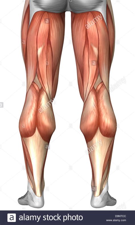 There are around 640 skeletal muscles within the typical human body. Back Muscle Group Diagram ~ DIAGRAM