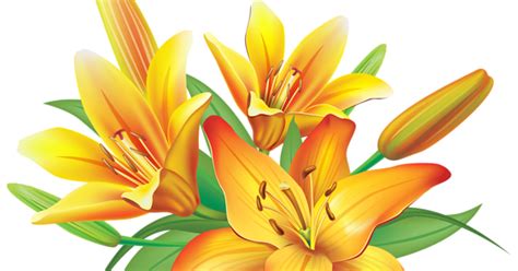 Lambang bunga seruni gambar bunga bunga nusantara bunga api bunga raya bunga ayu seaside resort bunga nasional indonesia. Gambar PNG: Gambar Bunga Vector Png
