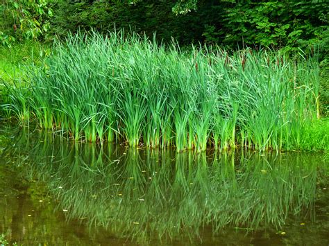 Schilf ist pflegeleicht und braucht nur kurz nach dem einpflanzen etwas schilf ist eine typische röhrichtpflanze für große wassergärten die für die randbereiche von garten. SCHILF Foto & Bild | pflanzen, pilze & flechten, reisen ...