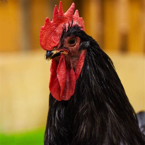 Best Black Cock Stock Photos, Pictures & Royalty-Free Images - iStock